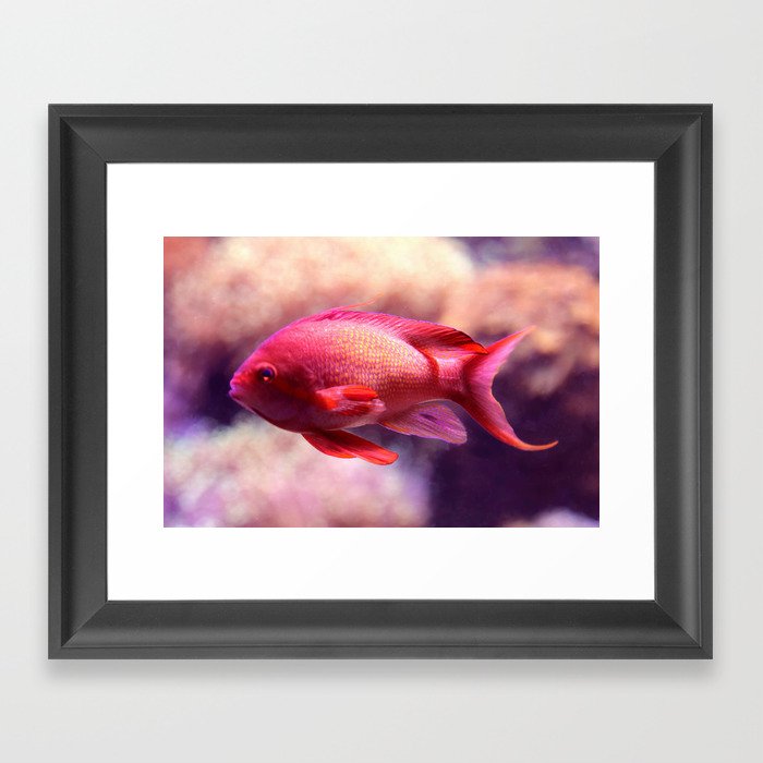 Red Fish Framed Art Print