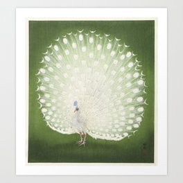 Ohara Koson's White Peacock Art Print