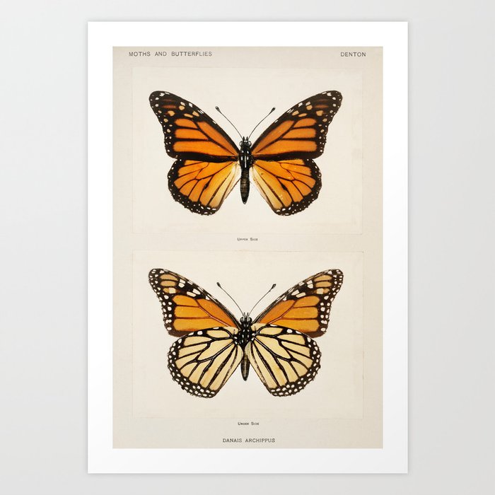 Monarch Butterflies Vintage Art Print