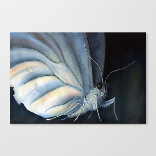 White Morpho Butterfly Canvas Print