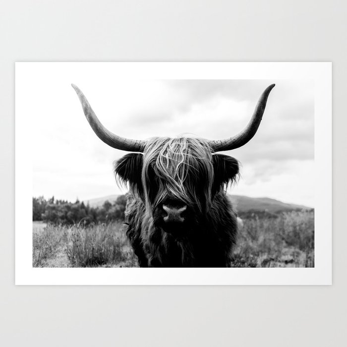 Scottish Highland Cattle Black and White Animal Kunstdrucke Scottish Highland Cattle Black and White Animal Kunstdrucke