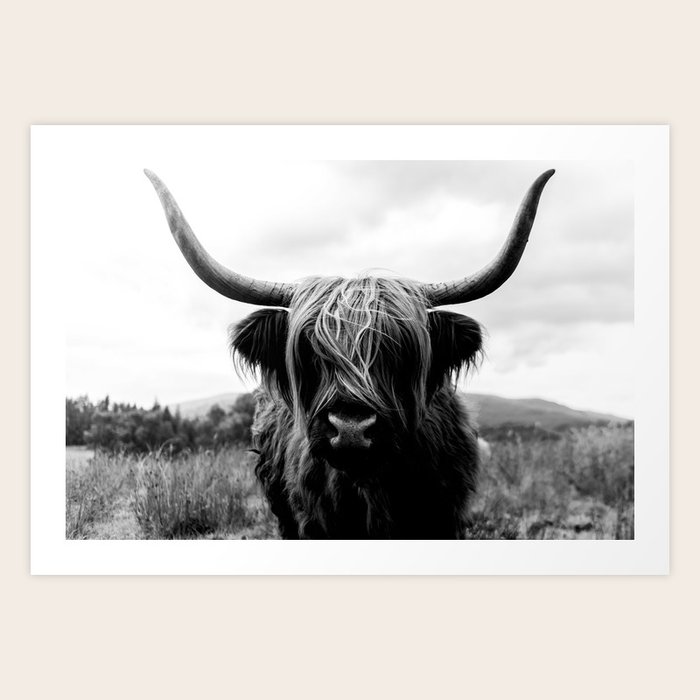 Scottish Highland Cattle Black and White Animal Art Print by Michael