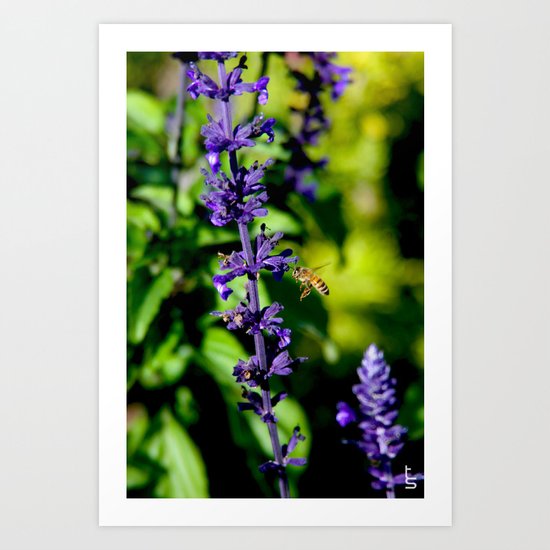Purple Pollination Art Print