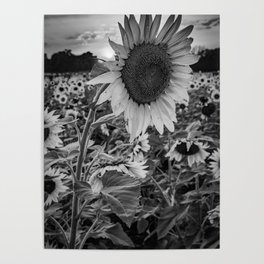 Sunflower Perfection - Black and White Poster