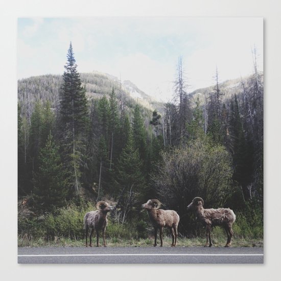 Bighorn Sheep Canvas Print
