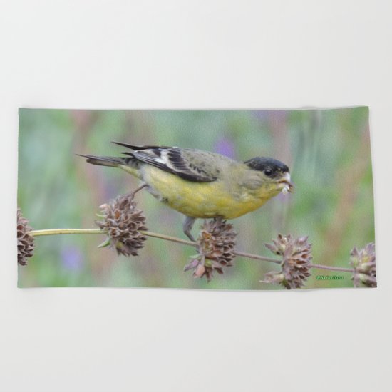 Lesser Goldfinch Snacks on Seeds Beach Towel