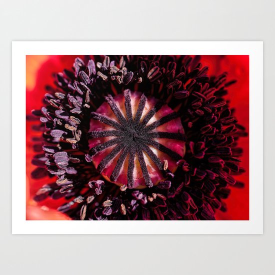 Poppy heart Art Print