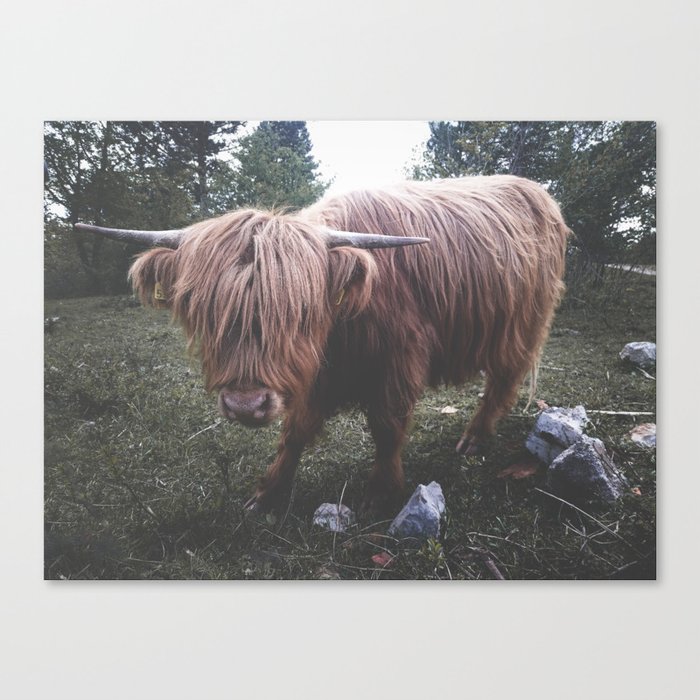 Highland cow Canvas Print