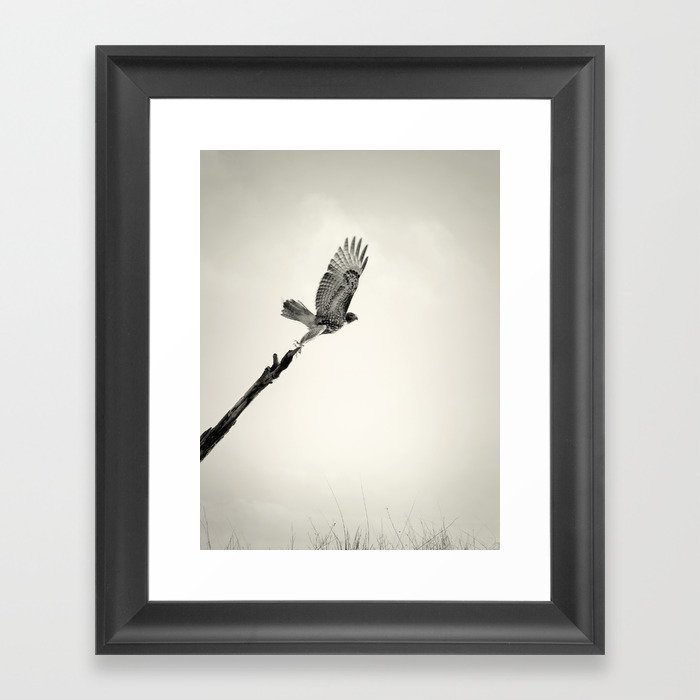 Red-Tail Hawk on Columbia River, Washington, Bird, Wildlife Framed Art Print