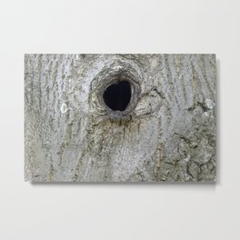 Close Up Of A Empty Hole In A Tree Metal Print