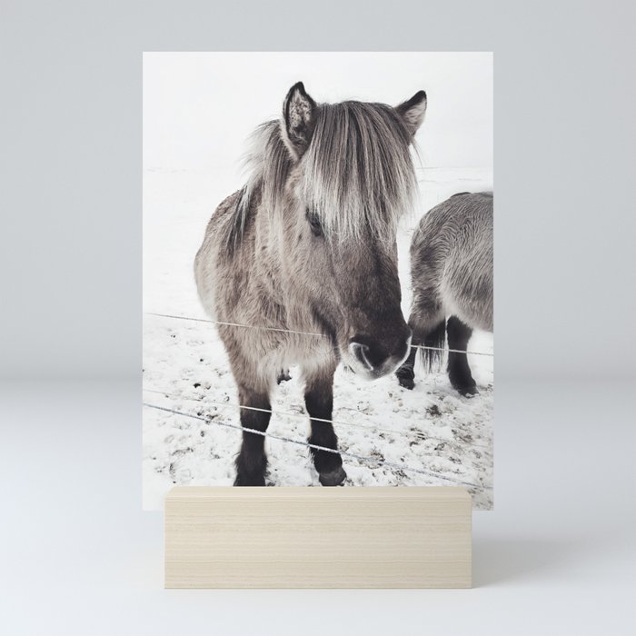 snowy Icelandic horse bw Mini Art Print