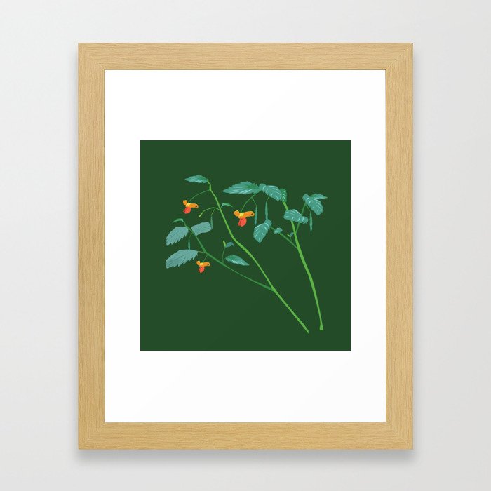 Jewel weed - illustration Framed Art Print