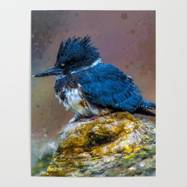 Belted Kingfisher Lancashire, Megaceryle Alcyon Oil paint, North American belted kingfisher, Cute Belted Kingfisher UK Poster