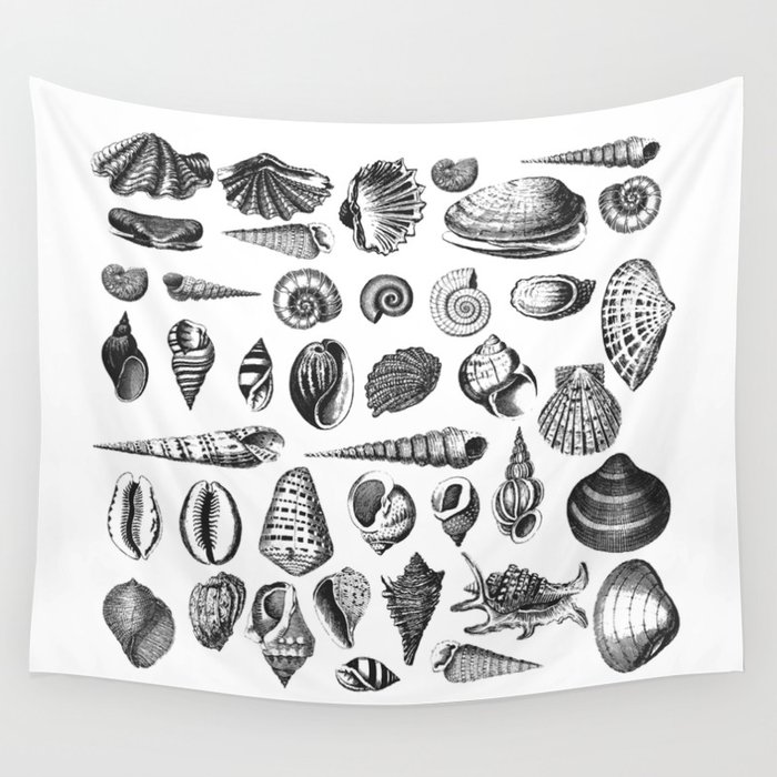 Vintage Sea Shell Drawing Black And White Wall Tapestry By Lebensartdesign Society6 Digital poster, seashells, black and white graphic drawing with a pen, ocean beach, summer picture, printable wall art, download print. vintage sea shell drawing black and white wall tapestry by lebensartdesign