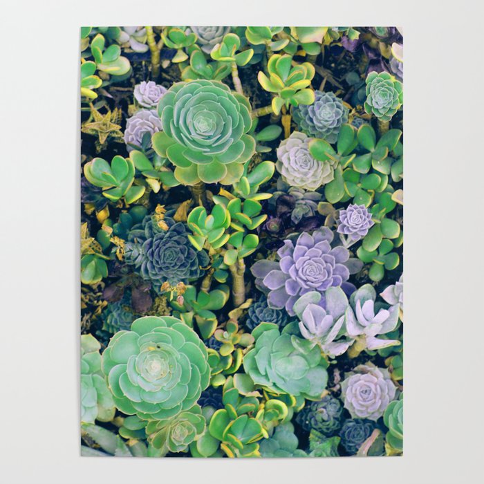 Succulents, plants Poster