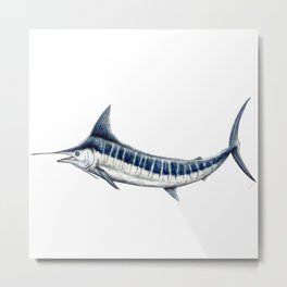 Blue Marlin (Makaira nigricans) Metal Print | Fisherman, Fishdesign, Realism, Oceanlife, Nature, Painting, Bluemarlin, Fishing, Vintage, Gamefishing 