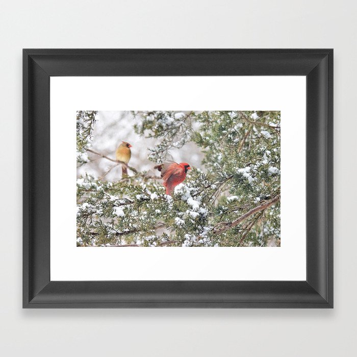 Red Cardinal Rising Framed Art Print