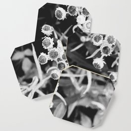 Dying Flowers: Western Pearly Everlasting, Black and White (Anaphalis Margaritacea) Coaster