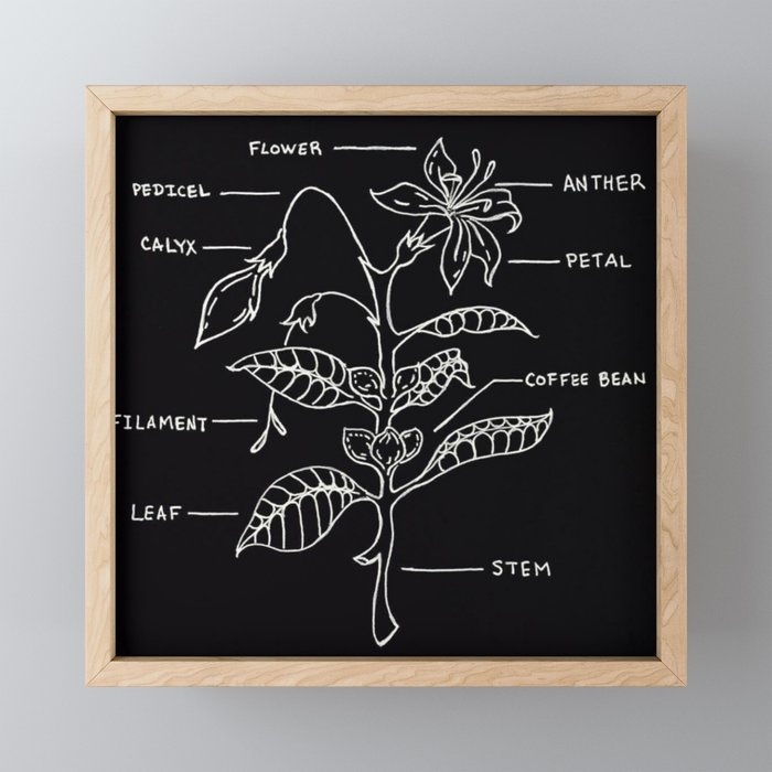 Coffee Plant Diagram Illustration Framed Mini Art Print