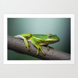 Green Tree Frog. Art Print