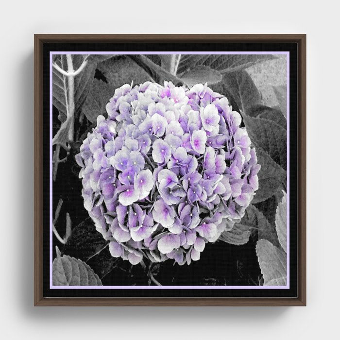 Purple Hydrangea | Nadia Bonello Framed Canvas