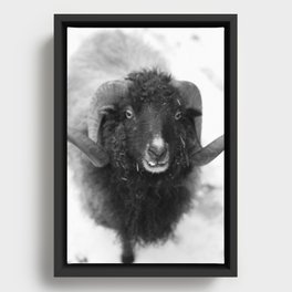 The black sheep, black and white photography Framed Canvas