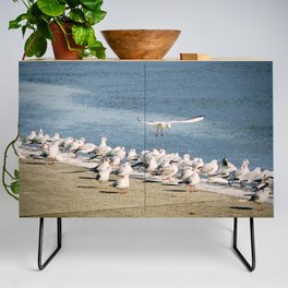 Seagulls sunbathing | No place to land in sea birds gathering  Credenza