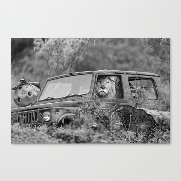 Baby, you can drive my car; lion out for a drive in a Cherokee funny black and white photograph - photography - photographs by Tambako the Jaguar Canvas Print