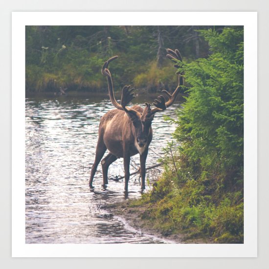 Moose in the River (Forest Wildlife) Art Print