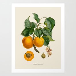 Apricot Antique Botanical Illustration Art Print