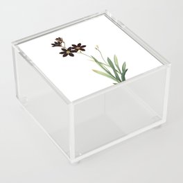Vintage Ixia Grandiflora Botanical Illustration on Pure White Acrylic Box
