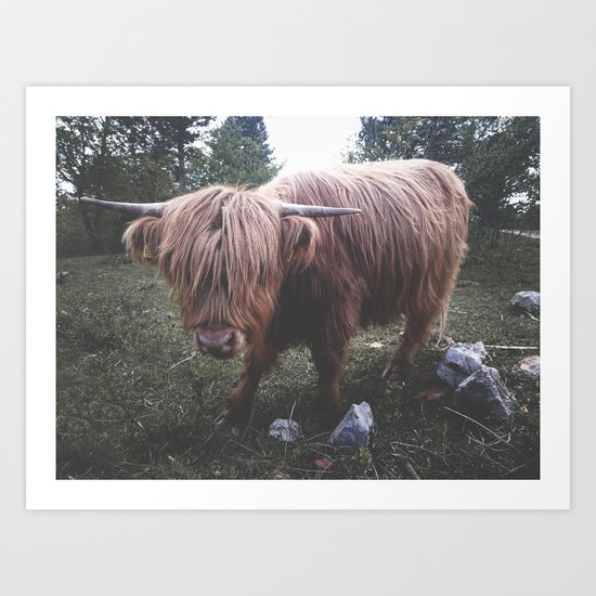Highland cow Art Print