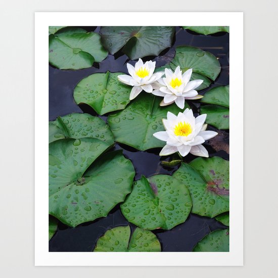 Lilly pad blossom Art Print