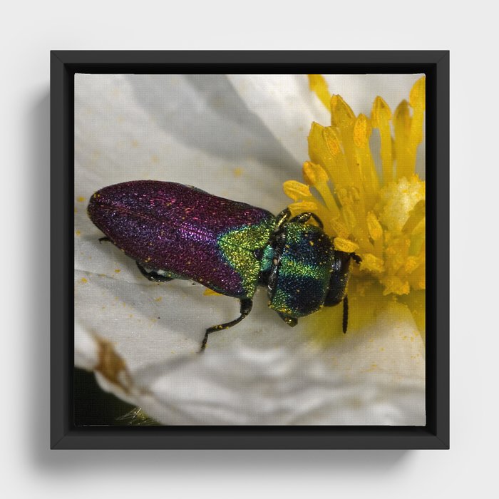 Coleoptera Framed Canvas