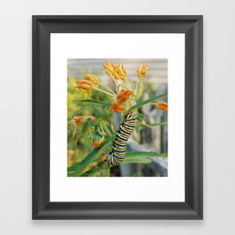 Monarch Caterpillar  Framed Art Print