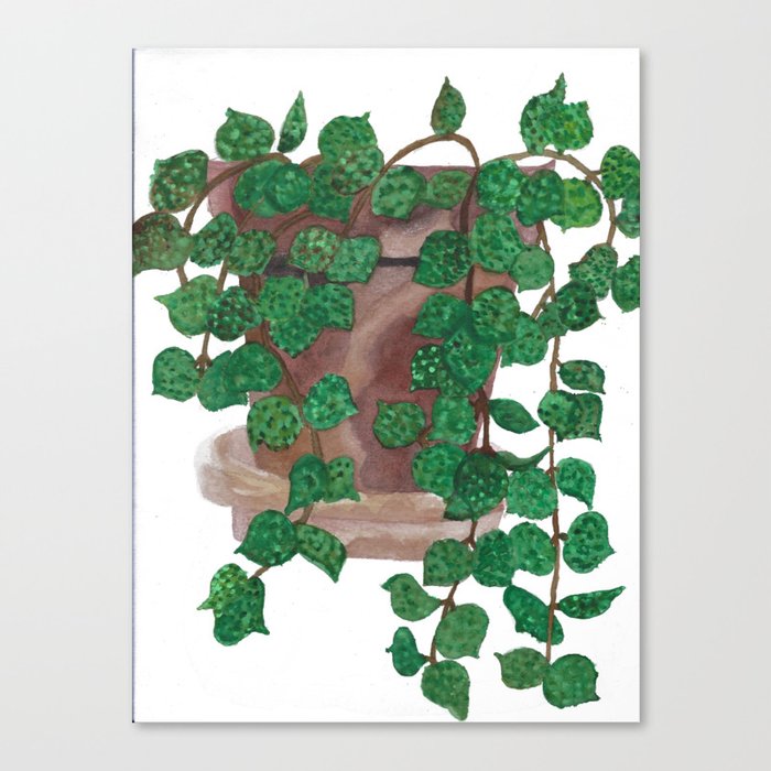 Hoya Curtisii Plant Watercolor Canvas Print