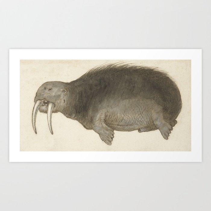 Vintage Walrus Illustration 16th Century Art Print