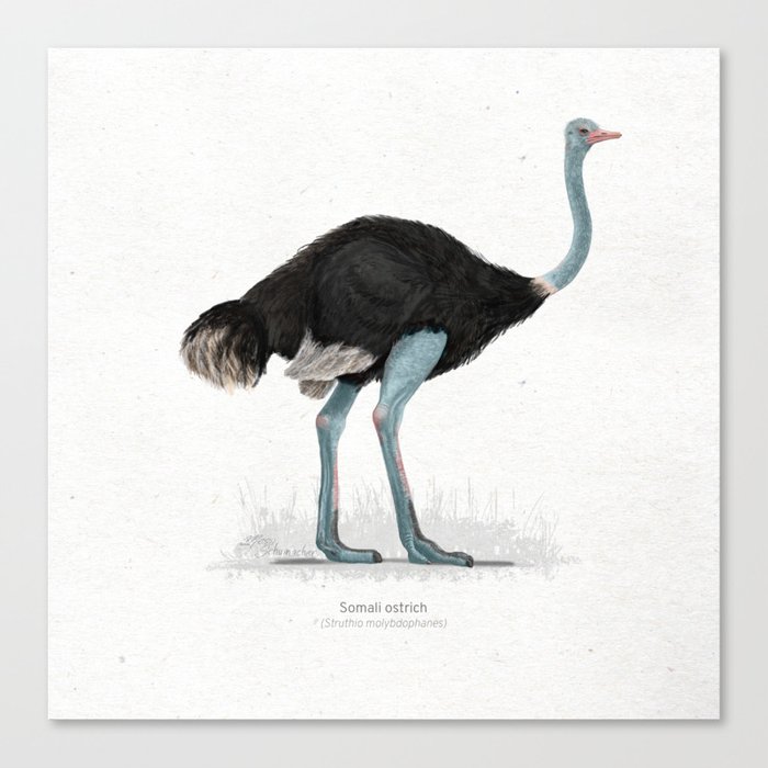 Somali ostrich scientific illustration art print Canvas Print
