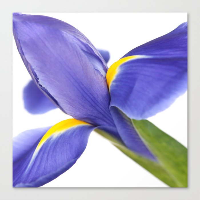 Blue Iris On White Background #decor #society6 #buyart Canvas Print