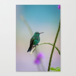 Costa Rican Hummingbird Canvas Print