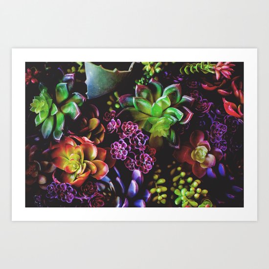 Colorful Succulent Plants Art Print