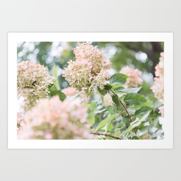 Later in the Season - Botanical Photography Art Print