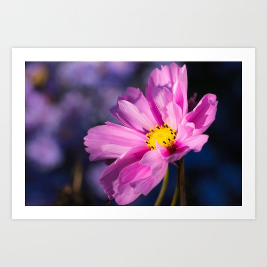 cosmea flower Art Print
