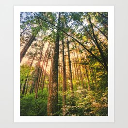 Pine Trees Near Willamette Valley Art Print