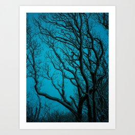 SNOWY BRANCHES IN WINTER BLUE Art Print | Silhouetted, Snowy, Snow, Turquoise, Twisted, Nature, Blue, Wintry, Photo, Tree 