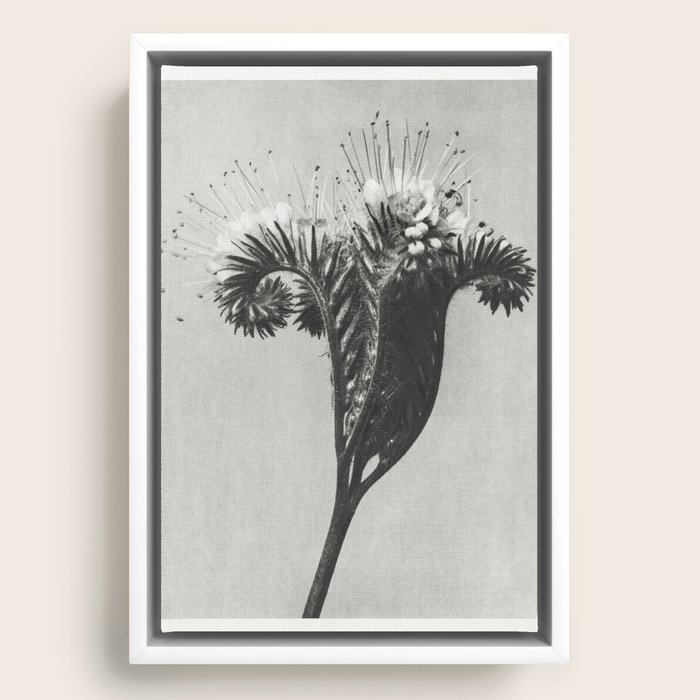 Framed Canvas