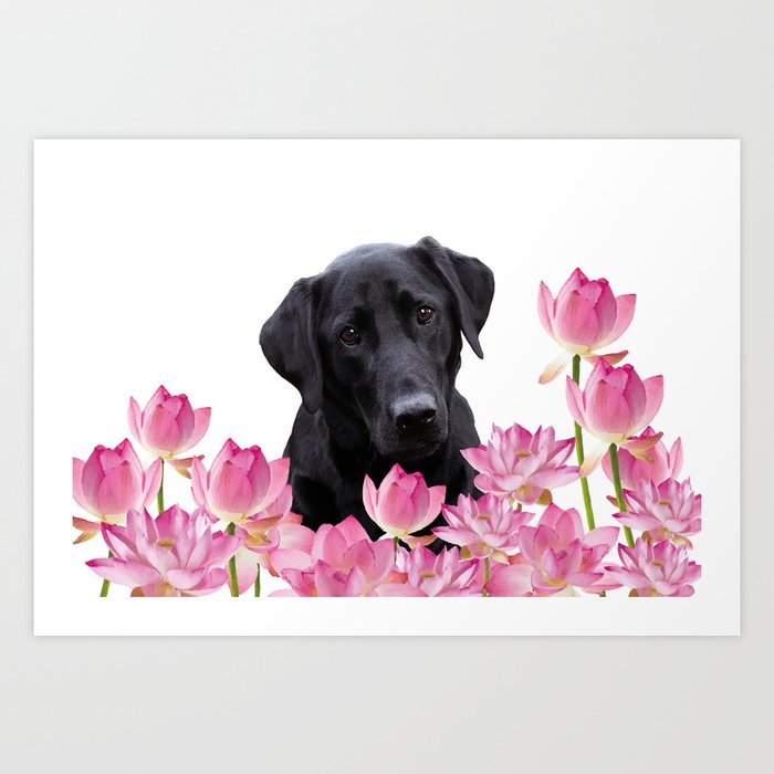 Labrador Retriever in Lotos Flower Field Art Print