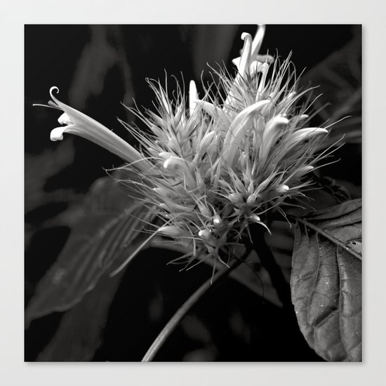 Bizzarre Flower Charm Canvas Print