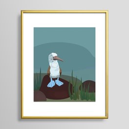 Blue-footed Booby in the wild. Framed Art Print