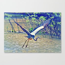 Flying (Blue Heron) Canvas Print